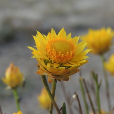 Xerochrysum viscosum (Sticky Everlasting) at Tuggeranong DC, ACT - 27 Feb 2019 by MichaelBedingfield