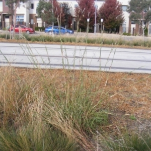 Bothriochloa biloba at Harrison, ACT - 3 Apr 2019