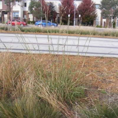 Bothriochloa biloba (Lobed Bluegrass) at Harrison, ACT - 3 Apr 2019 by MichaelMulvaney