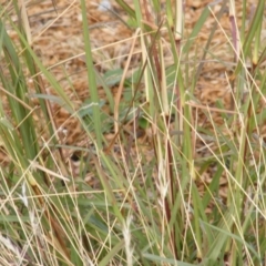 Bothriochloa biloba at Harrison, ACT - 3 Apr 2019