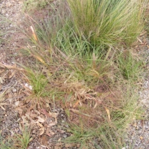 Panicum capillare/hillmanii at Franklin, ACT - 3 Apr 2019