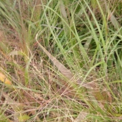 Panicum capillare/hillmanii at Franklin, ACT - 3 Apr 2019