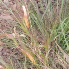 Panicum capillare/hillmanii at Franklin, ACT - 3 Apr 2019