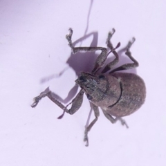 Naupactus cervinus (Fuller's rose weevil) at Flynn, ACT - 3 Apr 2019 by Christine