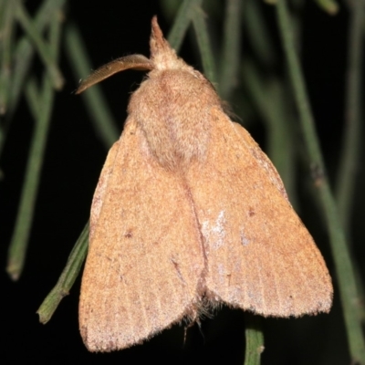 Pararguda nasuta (Wattle Snout Moth) at Mount Ainslie - 3 Apr 2019 by jb2602