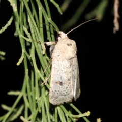 Proteuxoa hypochalchis (Black-bar Noctuid) at Ainslie, ACT - 3 Apr 2019 by jbromilow50