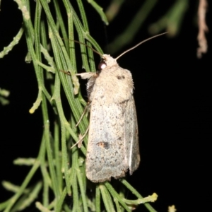 Proteuxoa hypochalchis at Ainslie, ACT - 3 Apr 2019 09:53 PM