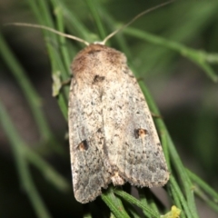 Proteuxoa hypochalchis at Ainslie, ACT - 3 Apr 2019 09:53 PM