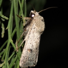 Proteuxoa hypochalchis at Ainslie, ACT - 3 Apr 2019 09:53 PM