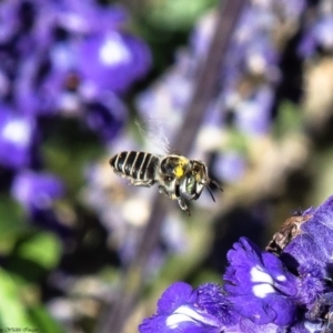 Megachile (Eutricharaea) sp. (genus & subgenus) at Macgregor, ACT - 2 Apr 2019