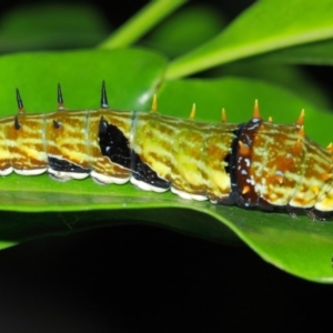 Papilio aegeus at Acton, ACT - 4 Apr 2019 11:46 AM