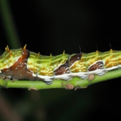 Papilio aegeus at Acton, ACT - 4 Apr 2019 11:46 AM