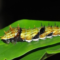 Papilio aegeus at Acton, ACT - 4 Apr 2019 11:46 AM