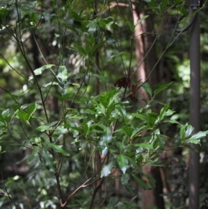 Papilio aegeus at Acton, ACT - 4 Apr 2019 11:46 AM