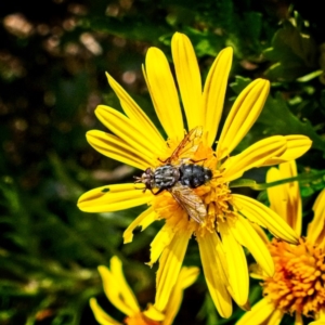 Tachinidae (family) at Banks, ACT - 4 Apr 2019