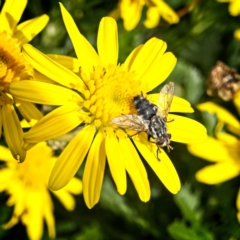 Tachinidae (family) at Banks, ACT - 4 Apr 2019 11:16 AM