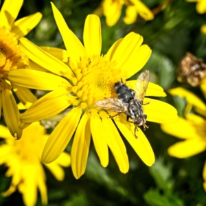 Tachinidae (family) at Banks, ACT - 4 Apr 2019