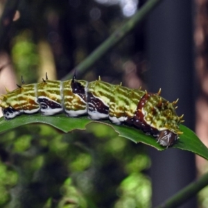 Papilio aegeus at Acton, ACT - 3 Apr 2019 01:41 PM