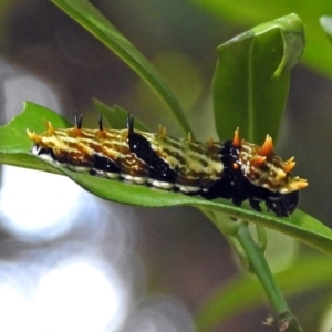 Papilio aegeus at Acton, ACT - 3 Apr 2019 01:41 PM