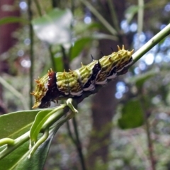 Papilio aegeus at Acton, ACT - 3 Apr 2019 01:41 PM