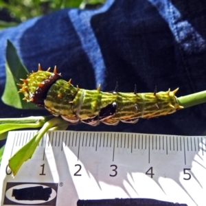 Papilio aegeus at Acton, ACT - 3 Apr 2019 01:41 PM