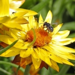 Pseudoanthidium (Immanthidium) repetitum (African carder bee, Megachild bee) at Acton, ACT - 3 Apr 2019 by RodDeb