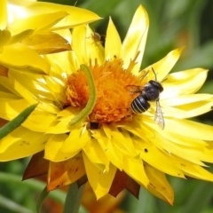 Pseudoanthidium (Immanthidium) repetitum at Acton, ACT - 3 Apr 2019