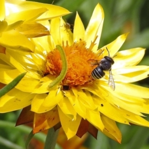 Pseudoanthidium (Immanthidium) repetitum at Acton, ACT - 3 Apr 2019