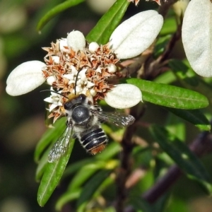 Megachile (Eutricharaea) maculariformis at Acton, ACT - 3 Apr 2019 02:31 PM