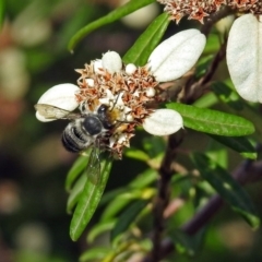 Megachile (Eutricharaea) maculariformis at Acton, ACT - 3 Apr 2019 02:31 PM