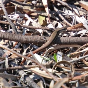 Morethia boulengeri at Acton, ACT - 3 Apr 2019