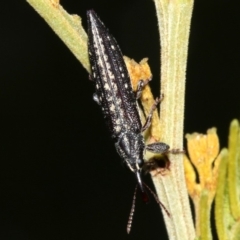 Rhinotia sp. in semipunctata group (A belid weevil) at Acton, ACT - 1 Apr 2019 by jbromilow50