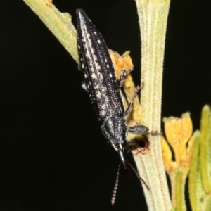 Rhinotia sp. in semipunctata group at Acton, ACT - 1 Apr 2019