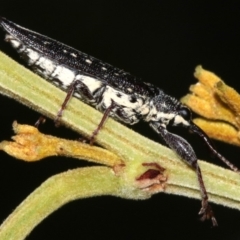 Rhinotia sp. in semipunctata group at Acton, ACT - 1 Apr 2019 01:17 PM