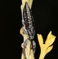 Rhinotia sp. in semipunctata group at Acton, ACT - 1 Apr 2019 01:17 PM