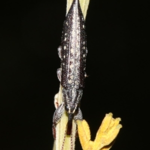 Rhinotia sp. in semipunctata group at Acton, ACT - 1 Apr 2019