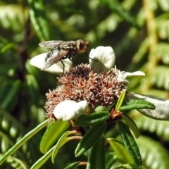 Tachinidae (family) at Acton, ACT - 3 Apr 2019