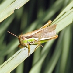 Bermius brachycerus (A grasshopper) at Acton, ACT - 3 Apr 2019 by RodDeb