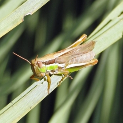 Bermius brachycerus (A grasshopper) at Acton, ACT - 3 Apr 2019 by RodDeb