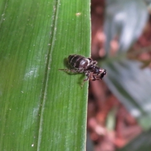 Tiphiidae (family) at Acton, ACT - 3 Apr 2019