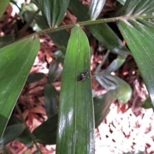 Tiphiidae (family) at Acton, ACT - 3 Apr 2019