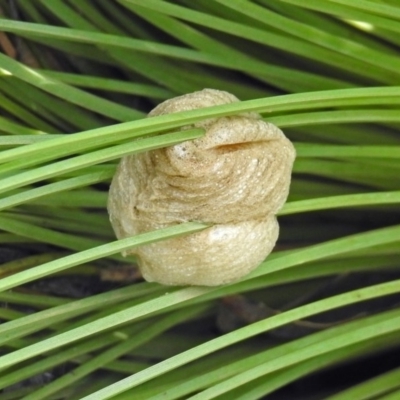 Mantidae (family) (Egg case of praying mantis) at Acton, ACT - 3 Apr 2019 by RodDeb