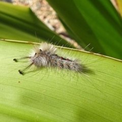 Orgyia anartoides at Acton, ACT - 3 Apr 2019 02:01 PM