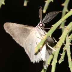 Phelotis cognata (Long-fringed Bark Moth) at Mount Ainslie - 3 Apr 2019 by jb2602