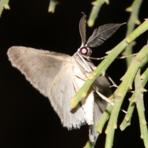 Phelotis cognata at Ainslie, ACT - 3 Apr 2019