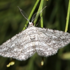 Phelotis cognata at Ainslie, ACT - 3 Apr 2019