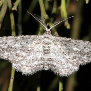 Phelotis cognata at Ainslie, ACT - 3 Apr 2019