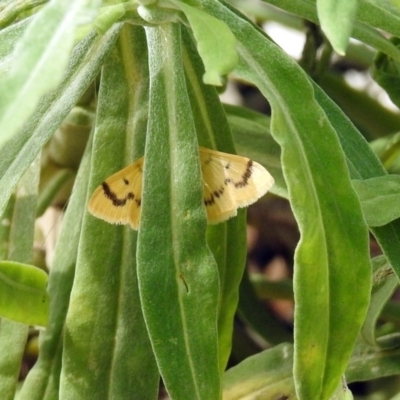 Dichocrocis clytusalis (Kurrajong Leaf-tier, Kurrajong Bag Moth) at Acton, ACT - 3 Apr 2019 by RodDeb