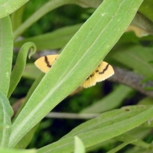 Dichocrocis clytusalis at Acton, ACT - 3 Apr 2019 12:19 PM