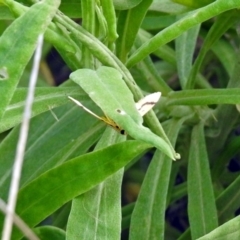 Dichocrocis clytusalis at Acton, ACT - 3 Apr 2019